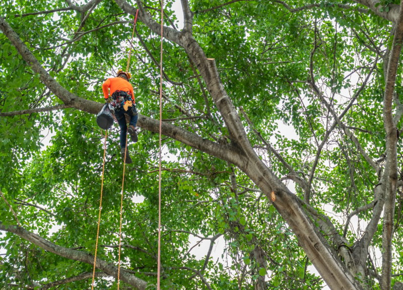 Our Services - Harper Tree Service